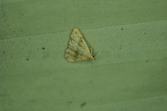 Phalaenostola eumelusalis