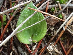 Eriochilus collinus sericeus