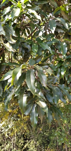 Image of Prunus africana by (c) Rosemary Harrison, some rights reserved (CC BY-SA)