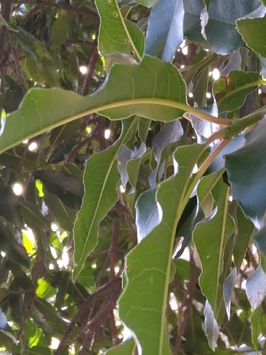 Image of Prunus africana by (c) Rosemary Harrison, some rights reserved (CC BY-SA)