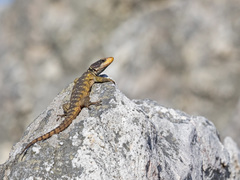 Pseudocordylus microlepidotus