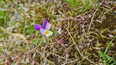 Viola tricolor