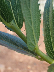 Acalypha caperonioides