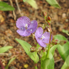 Murdannia striatipetala