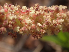 Acalypha caperonioides