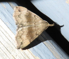 Phalaenostola eumelusalis