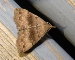 Phalaenostola eumelusalis