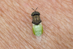 Oplodontha rubrithorax