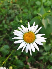 Leucanthemum vulgare