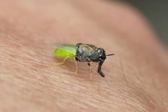 Oplodontha rubrithorax