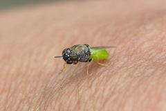 Oplodontha rubrithorax