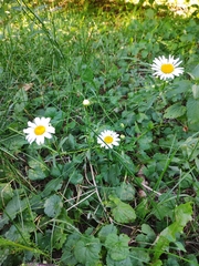 Leucanthemum vulgare