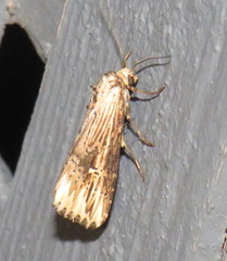 Crambodes talidiformis