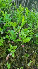 Vaccinium myrtillus