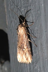 Crambodes talidiformis