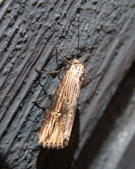 Crambodes talidiformis