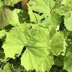 Adenostyles alliariae