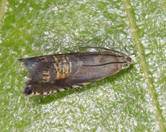 Grapholita angleseana