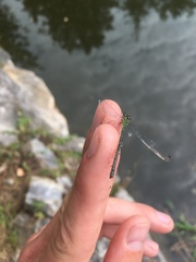 Coenagrion puella