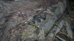 Calamaria pavimentata