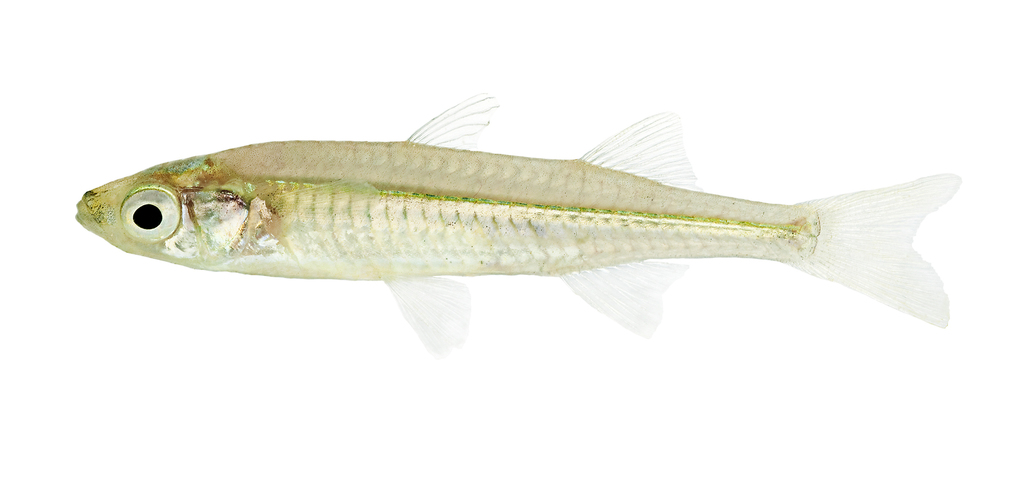 Tawny hardyhead (Craterocephalus fulvus) — Atherinidae