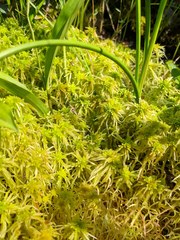 Sphagnum recurvum