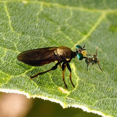 Lampria rubriventris