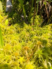 Sphagnum recurvum
