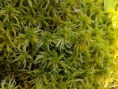 Sphagnum recurvum