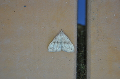 Phalaenostola eumelusalis