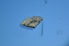 Metalectra quadrisignata