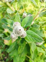 Arctium tomentosum