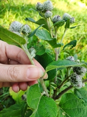 Arctium tomentosum
