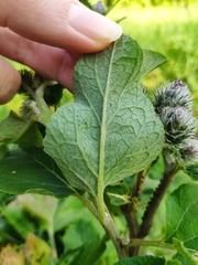 Arctium tomentosum