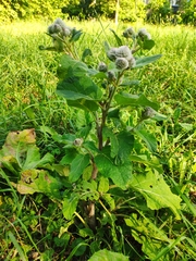 Arctium tomentosum
