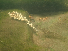 Macrobrachium formosense