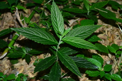 Gomphostemma chinense