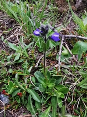 Veronica bellidioides