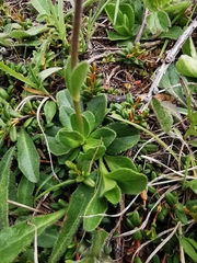 Veronica bellidioides
