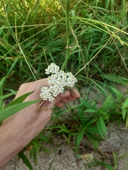 Achillea millefolium