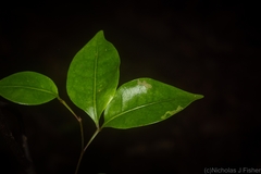 Rhysotoechia bifoliolata