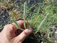 Plantago aristata