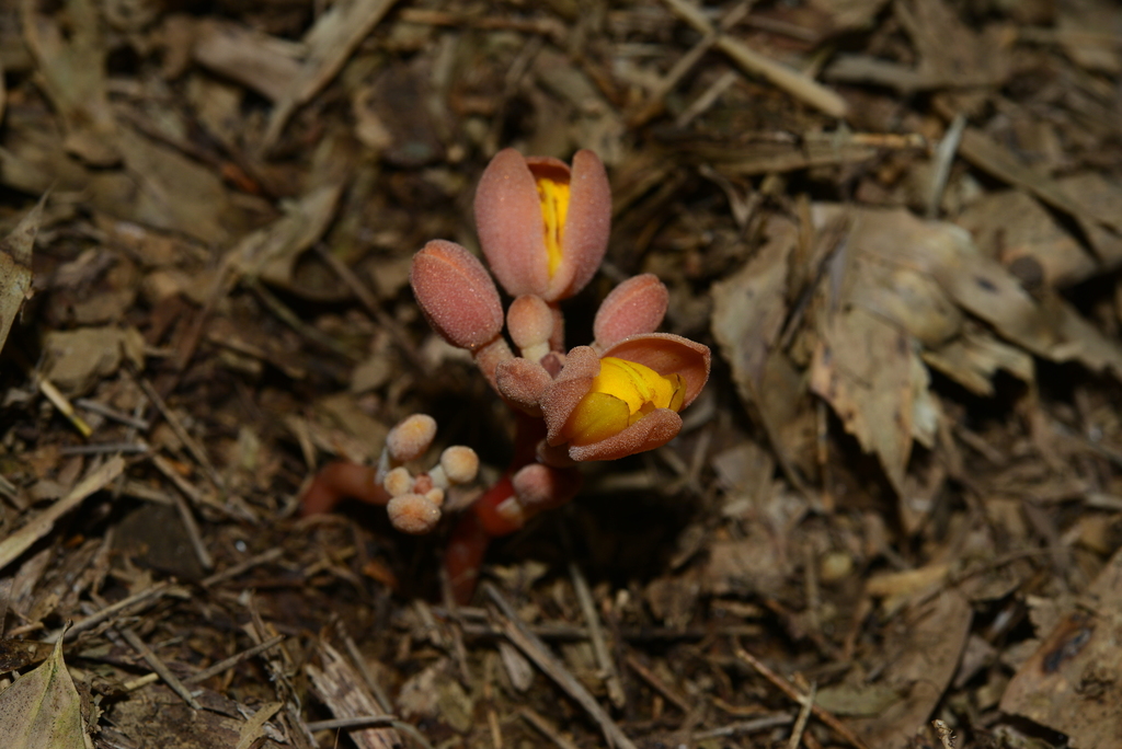 Cyrtosia javanica (Cyrtosia javanica)