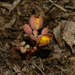 Cyrtosia javanica - Photo (c) JODY HSIEH,  זכויות יוצרים חלקיות (CC BY-NC), הועלה על ידי JODY HSIEH