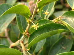 Glochidion zeylanicum