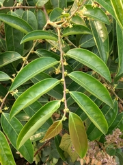 Glochidion zeylanicum