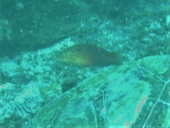 Halichoeres biocellatus