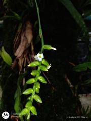 Catopsis sessiliflora