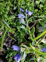 Polygala alpina