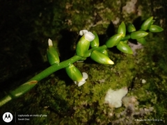 Catopsis sessiliflora
